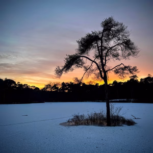 Oisterwijkse Bossen en Vennen