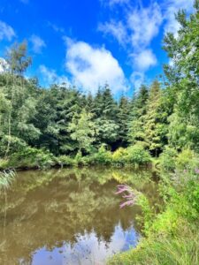 Zwemvijver op camping Noorderloo