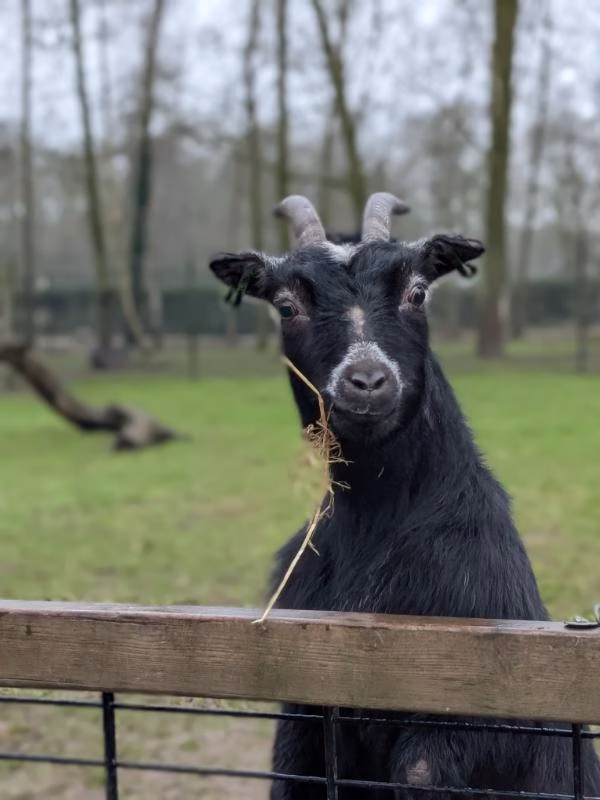 Nieuwsgierige geit bij Klein Afrika